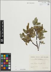 Foto von Salix hastata L.